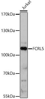 FcRL5 Antibody in Western Blot (WB)