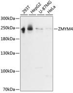 ZMYM4 Antibody in Western Blot (WB)