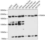 PSME4 Antibody in Western Blot (WB)