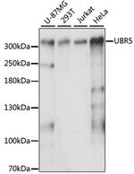 HYD Antibody in Western Blot (WB)