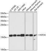 Histone H3.3 Antibody in Western Blot (WB)