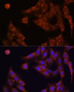 GANAB Antibody in Immunocytochemistry (ICC/IF)