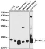 Dynein Antibody in Western Blot (WB)