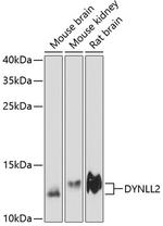 Dynein Antibody in Western Blot (WB)