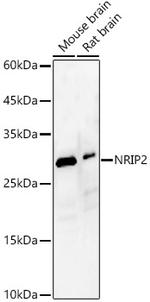 NRIP2 Antibody in Western Blot (WB)