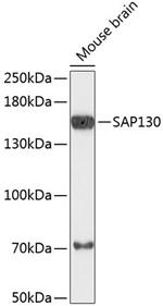 SAP130 Antibody in Western Blot (WB)