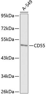 CD55 Antibody in Western Blot (WB)
