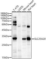 SLC25A20 Antibody in Western Blot (WB)