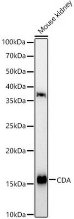 CDA Antibody in Western Blot (WB)