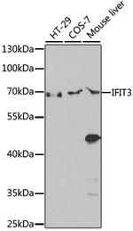 IFIT3 Antibody in Western Blot (WB)