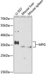 MPG Antibody in Western Blot (WB)