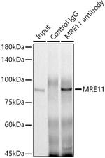 MRE11 Antibody in Immunoprecipitation (IP)