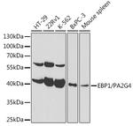 EBP1 Antibody in Western Blot (WB)