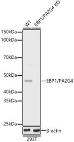 EBP1 Antibody in Western Blot (WB)