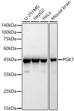 PGK1 Antibody in Western Blot (WB)