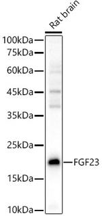 FGF23 Antibody in Western Blot (WB)