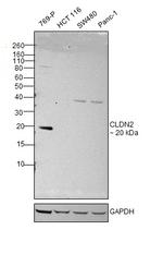 Claudin 2 Antibody in Western Blot (WB)