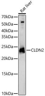 Claudin 2 Antibody in Western Blot (WB)