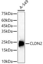 Claudin 2 Antibody in Western Blot (WB)