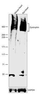 Dystrophin Antibody in Western Blot (WB)