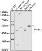 AIPL1 Antibody in Western Blot (WB)