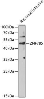 ZNF785 Antibody in Western Blot (WB)