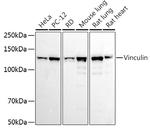 Vinculin Antibody in Western Blot (WB)