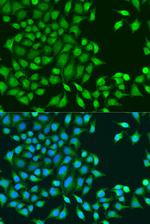 RUVBL1 Antibody in Immunocytochemistry (ICC/IF)