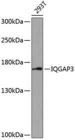 IQGAP3 Antibody in Western Blot (WB)