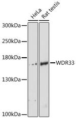 WDR33 Antibody in Western Blot (WB)