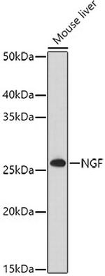 NGF Antibody in Western Blot (WB)