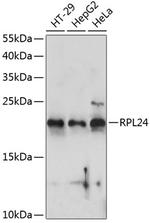 RPL24 Antibody in Western Blot (WB)