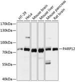 PARP12 Antibody in Western Blot (WB)