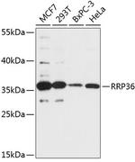 RRP36 Antibody in Western Blot (WB)