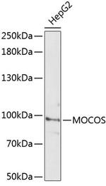 MOCOS Antibody in Western Blot (WB)