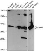 GALM Antibody in Western Blot (WB)