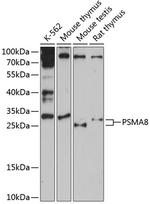 PSMA8 Antibody in Western Blot (WB)