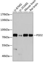 PSD2 Antibody in Western Blot (WB)