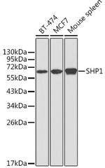 SHP-1 Antibody in Western Blot (WB)