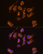 TRH Antibody in Immunocytochemistry (ICC/IF)