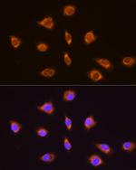 TRH Antibody in Immunocytochemistry (ICC/IF)