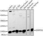 SNRPD1 Antibody in Western Blot (WB)