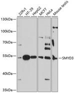 SMYD3 Antibody in Western Blot (WB)