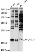 Calmodulin 3 Antibody in Western Blot (WB)