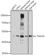 TUBG1 Antibody in Western Blot (WB)