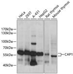 CAP1 Antibody in Western Blot (WB)