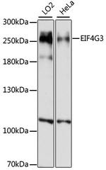 eIF4G3 Antibody in Western Blot (WB)