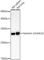 Galectin 3 Antibody in Western Blot (WB)