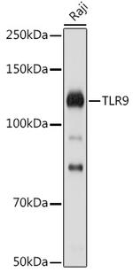 TLR9 Antibody in Western Blot (WB)