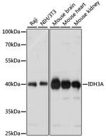 IDH3A Antibody in Western Blot (WB)